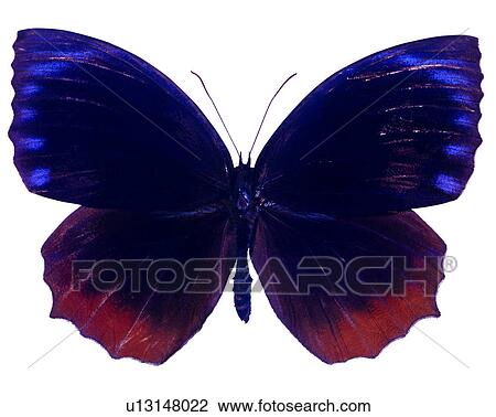 Stock Image - Elymnias hypermnestra, Insects, Bugs and Insects, Butterfly. Fotosearch
