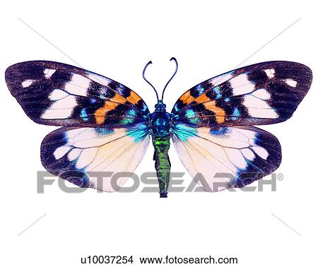 Erasmia pulchella, Insects, Butterfly, Bugs and Insects View Large Photo Image Picture - Erasmia pulchella, Insects, Butterfly, Bugs and Insects. Fotosearch