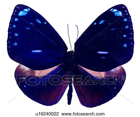 Euploea eunice, Bugs and Insects, Butterfly, Insects View Large Photo Image Stock Image - Euploea eunice, Bugs and Insects, Butterfly, Insects. Fotosearch