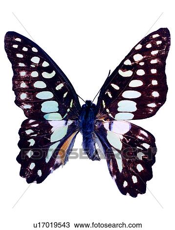 Graphium sarpedon, Butterfly, Insects, Bugs and Insects View Large Photo Image Stock Image - Graphium sarpedon, Butterfly, Insects, Bugs and Insects. Fotosearch
