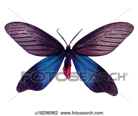 Stock Image - Histia flabellicornis, Bugs and Insects, Butterfly, Insects. Fotosearch