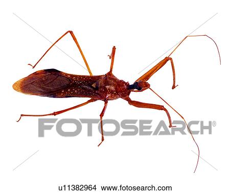 Picture - Insect, Bugs and Insects. Fotosearch