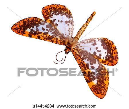 Picture - Insect, Bugs and Insects. Fotosearch