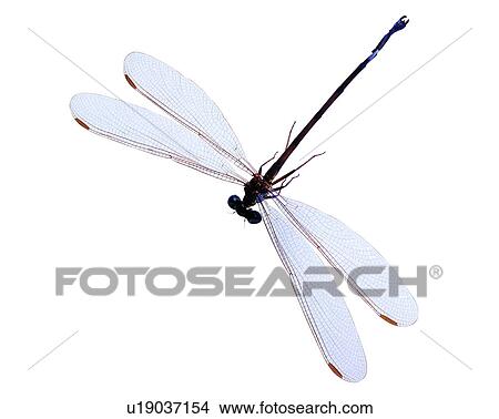 Insect, Bugs and Insects View Large Photo Image Picture - Insect, Bugs and Insects. Fotosearch