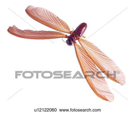 Stock Image - Insect, Bugs and Insects. Fotosearch