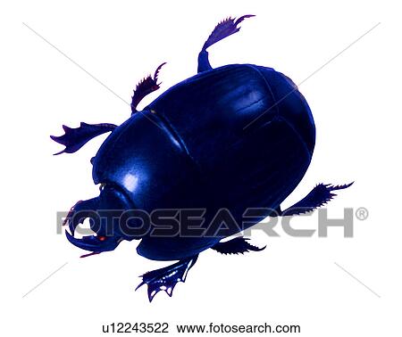 Insect, Bugs and Insects View Large Photo Image Stock Image - Insect, Bugs and Insects. Fotosearch