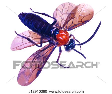 Insect, Bugs and Insects View Large Photo Image Stock Image - Insect, Bugs and Insects. Fotosearch