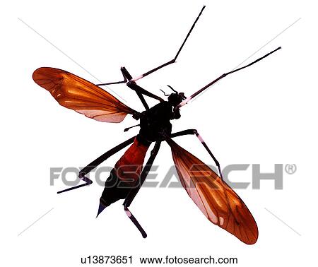 Insect, Bugs and Insects View Large Photo Image Stock Image - Insect, Bugs and Insects. Fotosearch
