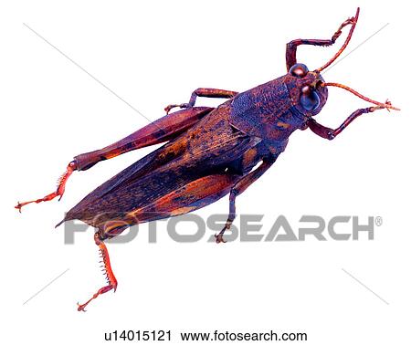 Stock Image - Insect, Bugs and Insects. Fotosearch
