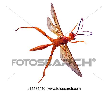 Stock Image - Insect, Bugs and Insects. Fotosearch