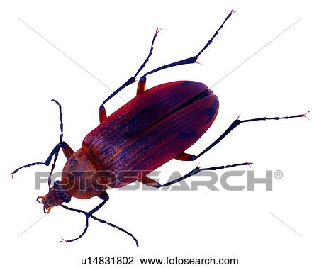 Insect, Bugs and Insects View Large Photo Image Stock Image - Insect, Bugs and Insects. Fotosearch