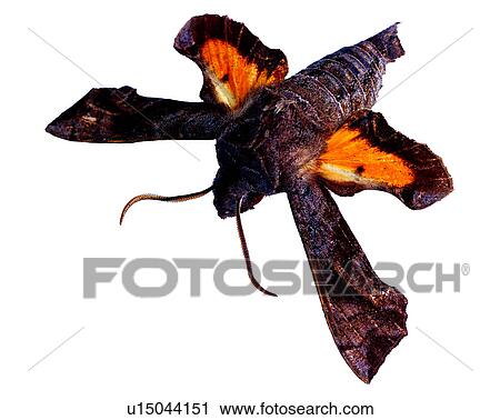 Stock Image - Insect, Bugs and Insects. Fotosearch