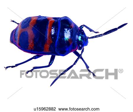 Insect, Bugs and Insects View Large Photo Image Stock Image - Insect, Bugs and Insects. Fotosearch