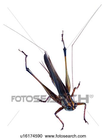 Insect, Bugs and Insects View Large Photo Image Stock Image - Insect, Bugs and Insects. Fotosearch