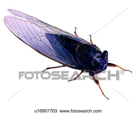 Stock Image - Insect, Bugs and Insects. Fotosearch