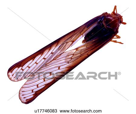 Insect, Bugs and Insects View Large Photo Image Stock Image - Insect, Bugs and Insects. Fotosearch