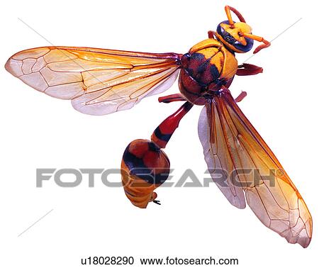 Insect, Bugs and Insects View Large Photo Image Stock Image - Insect, Bugs and Insects. Fotosearch