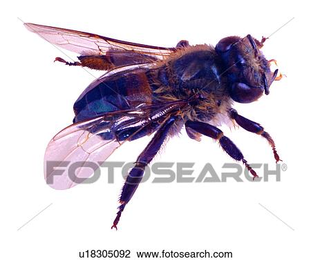 Insect, Bugs and Insects View Large Photo Image Stock Image - Insect, Bugs and Insects. Fotosearch