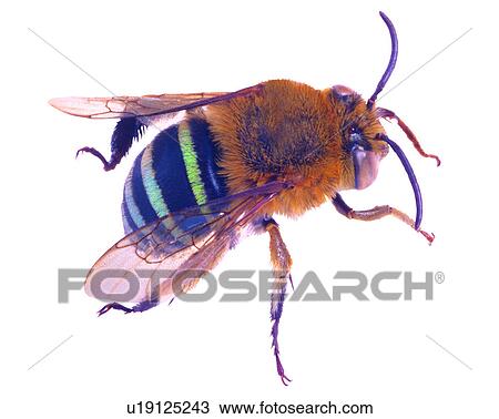 Stock Image - Insect, Bugs and Insects. Fotosearch