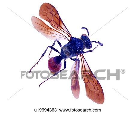 Insect, Bugs and Insects View Large Photo Image Stock Image - Insect, Bugs and Insects. Fotosearch