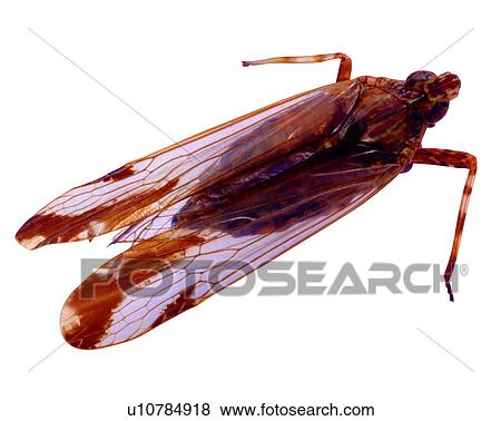 Insect, Bugs and Insects View Large Photo Image Stock Photo - Insect, Bugs and Insects. Fotosearch