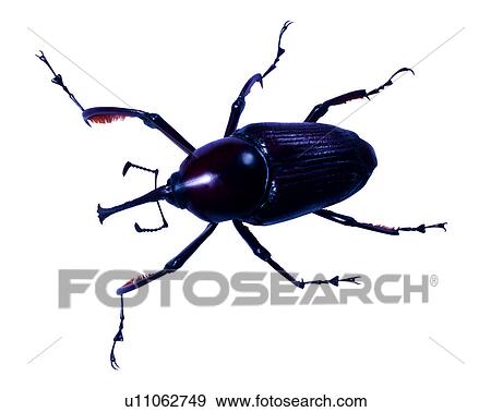 Insect, Bugs and Insects View Large Photo Image Stock Photo - Insect, Bugs and Insects. Fotosearch