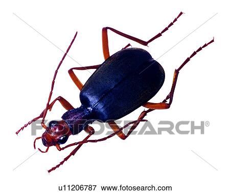 Insect, Bugs and Insects View Large Photo Image Stock Photo - Insect, Bugs and Insects. Fotosearch