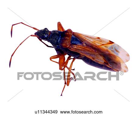 Stock Photo - Insect, Bugs and Insects. Fotosearch