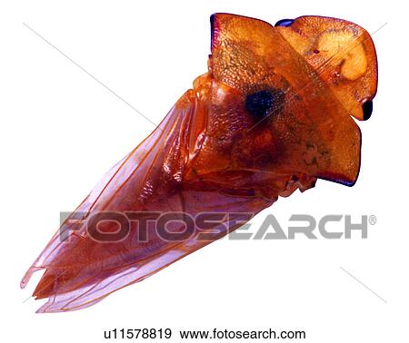 Stock Photo - Insect, Bugs and Insects. Fotosearch