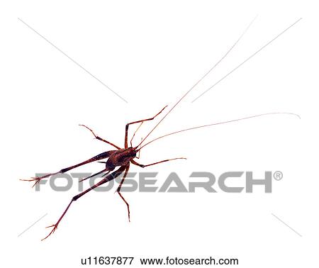 Stock Photo - Insect, Bugs and Insects. Fotosearch