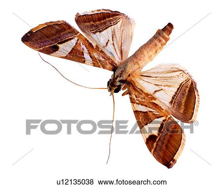 Insect, Bugs and Insects View Large Photo Image Stock Photo - Insect, Bugs and Insects. Fotosearch