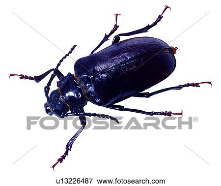 Stock Photo - Insect, Bugs and Insects. Fotosearch