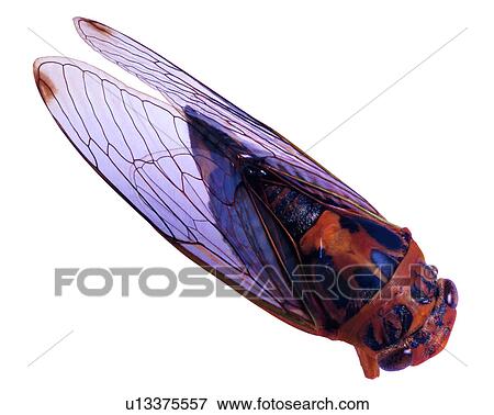 Insect, Bugs and Insects View Large Photo Image Stock Photo - Insect, Bugs and Insects. Fotosearch