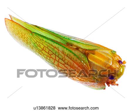 Insect, Bugs and Insects View Large Photo Image Stock Photo - Insect, Bugs and Insects. Fotosearch