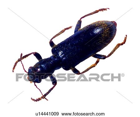 Insect, Bugs and Insects View Large Photo Image Stock Photo - Insect, Bugs and Insects. Fotosearch