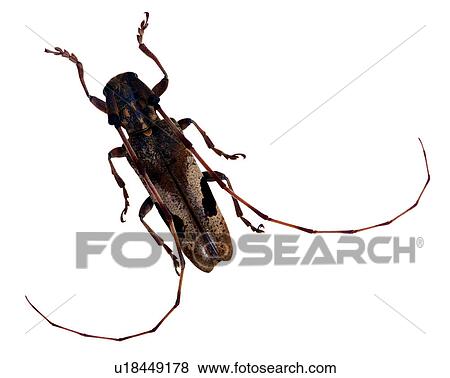 Stock Photo - Insect, Bugs and Insects. Fotosearch