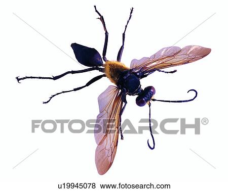 Stock Photo - Insect, Bugs and Insects. Fotosearch