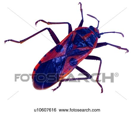 Insect, Bugs and Insects View Large Photo Image Stock Photograph - Insect, Bugs and Insects. Fotosearch