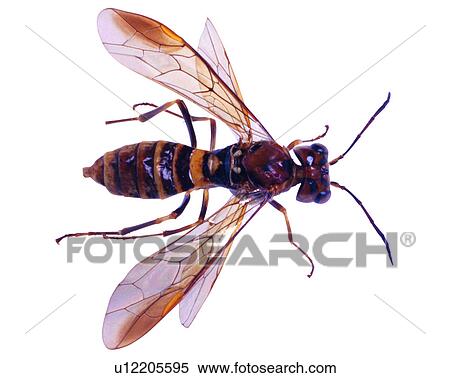 Stock Photography - Insect, Bugs and Insects. Fotosearch