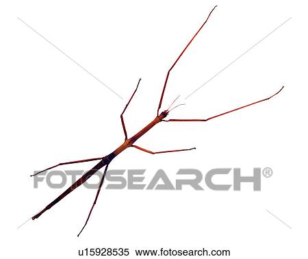 Stock Photography - Insect, Bugs and Insects. Fotosearch