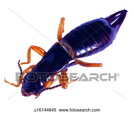 Insect, Bugs and Insects View Large Photo Image Stock Photography - Insect, Bugs and Insects. Fotosearch