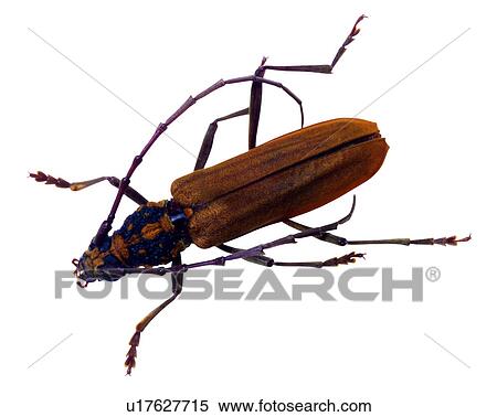 Stock Photography - Insect, Bugs and Insects. Fotosearch