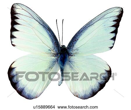 Picture - Insects, Bugs and Insects, Butterfly, Appia lyncida. Fotosearch