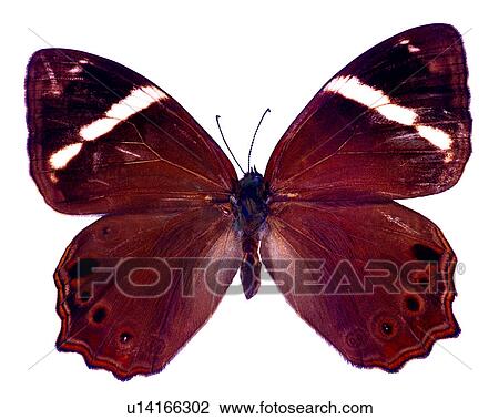 Insects, Bugs and Insects, Butterfly, Lethe insana formosana View Large Photo Image Stock Image - Insects, Bugs and Insects, Butterfly, Lethe insana formosana. Fotosearch