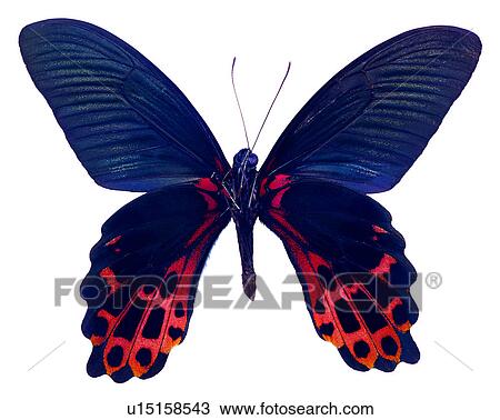 Insects, Bugs and Insects, Butterfly, Papilio taiwanus View Large Photo Image Stock Image - Insects, Bugs and Insects, Butterfly, Papilio taiwanus. Fotosearch