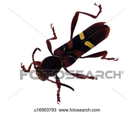 Insects, Bugs and Insects, Cyrtoclytus formosanus View Large Photo Image Stock Image - Insects, Bugs and Insects, Cyrtoclytus formosanus. Fotosearch