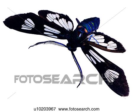 Stock Photo - Insects, Bugs and Insects, Eterusia aedea formosana. Fotosearch