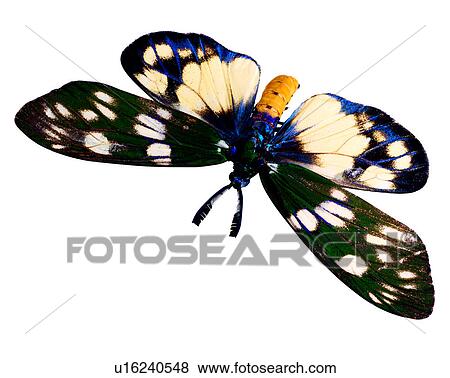 Stock Photo - Insects, Bugs and Insects, Eterusia aedea formosana. Fotosearch
