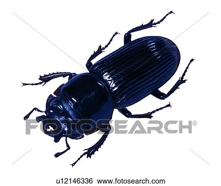 Stock Photograph - Insects, Bugs and Insects, Nigidius formosanus. Fotosearch