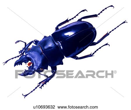 Stock Image - Insects, Bugs and Insects, Odontolabis siva. Fotosearch